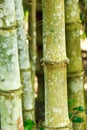 Bamboo trunk in garden