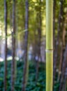 Bamboo trunks arranged vertically, creating a spectacular natural background Royalty Free Stock Photo