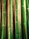 Bamboo trunks background.