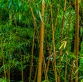 Bamboo trunks with green leaves in a tropical forest, Asian nature background Royalty Free Stock Photo