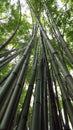 A bamboo trunks grow up