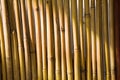 Bamboo trunks shined with the sun