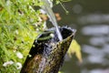 Bamboo tube and flowing water in a Japanese garden