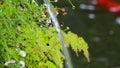 Bamboo tube and flowing water in Japanese garden