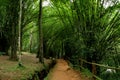 The bamboo tunnel