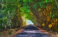 Bamboo Tunnel Royalty Free Stock Photo