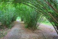 Bamboo tunnel Royalty Free Stock Photo