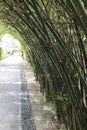 Bamboo tunnel Royalty Free Stock Photo