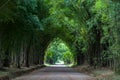 Bamboo tunnel and road Royalty Free Stock Photo