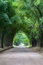 Bamboo tunnel and road Royalty Free Stock Photo