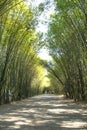 Bamboo tunnel Royalty Free Stock Photo