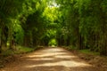 Bamboo tunnel scenery background