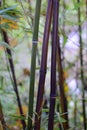 Bamboo turning black