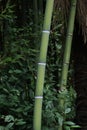 Bamboo, two bamboo stalks, a green bamboo tree trunk, thickets, trees and shrubs Royalty Free Stock Photo