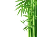 Bamboo vector illustration Royalty Free Stock Photo
