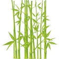 Bamboo, vector (mesh)