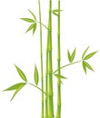 Bamboo, vector (mesh)