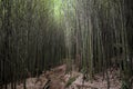 Bamboo Vegetation - Serra dos ÃârgÃÂ£os National Park