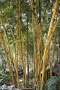 Bamboo,Vietnam Royalty Free Stock Photo
