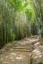 Bamboo Walk, Chinese Garden - Hamilton Gardens Royalty Free Stock Photo