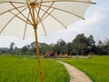 Bamboo walkway across green rice field.