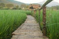 Bamboo walkway in the field Royalty Free Stock Photo