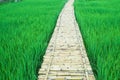 Bamboo walkway with fresh green rice field Royalty Free Stock Photo