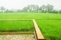 Bamboo walkway in the green rice paddy field with rain