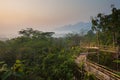 Bamboo walkway in the jungle