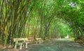 Bamboo walkway leading into the forest Royalty Free Stock Photo