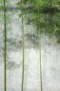Bamboo wall Royalty Free Stock Photo