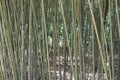 Bamboo wall