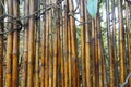 Bamboo wall, Dry bamboo fence as a background. Royalty Free Stock Photo