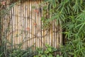 Bamboo wall, Dry bamboo fence as background Royalty Free Stock Photo