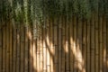 Bamboo wall, Dry bamboo fence as a background. Green ivy and sunlight on the bamboo wall.Space for text in template Royalty Free Stock Photo