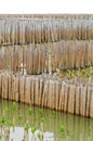 Bamboo wall in mangrove education center