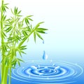 Bamboo with water drops Royalty Free Stock Photo