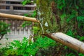 Bamboo water pipes in a Japanese garden Royalty Free Stock Photo