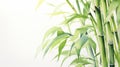 Bamboo Watercolor Illustration With Yucca Tree