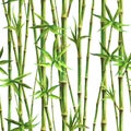 Bamboo watercolor stems and leaves seamless pattern on white background