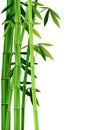 Bamboo on white