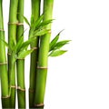 Bamboo on white background Royalty Free Stock Photo