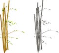 Bamboo on a wind