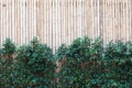 Bamboo wood fence texture pattern background with green leaves f Royalty Free Stock Photo