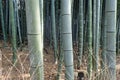 a bamboo wood in a park in tokyo Royalty Free Stock Photo