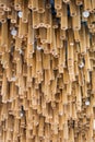 Bamboo wood plant on ceiling background texture. Royalty Free Stock Photo