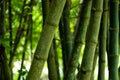 Bamboo is a woody plant with a hollow stem deployment tool