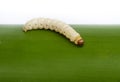 Bamboo worm ,