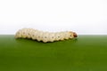 Bamboo worm ,