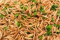 Bamboo worm fried, fried insects are a high protein foods. Its habitat are the bamboo groves and forests in the cooler regions of